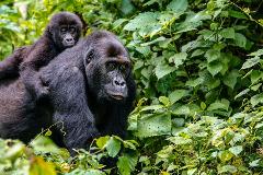 Uganda - Gorilla Conservation Adventure