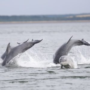 Croatia – Dolphins & Islands Expedition