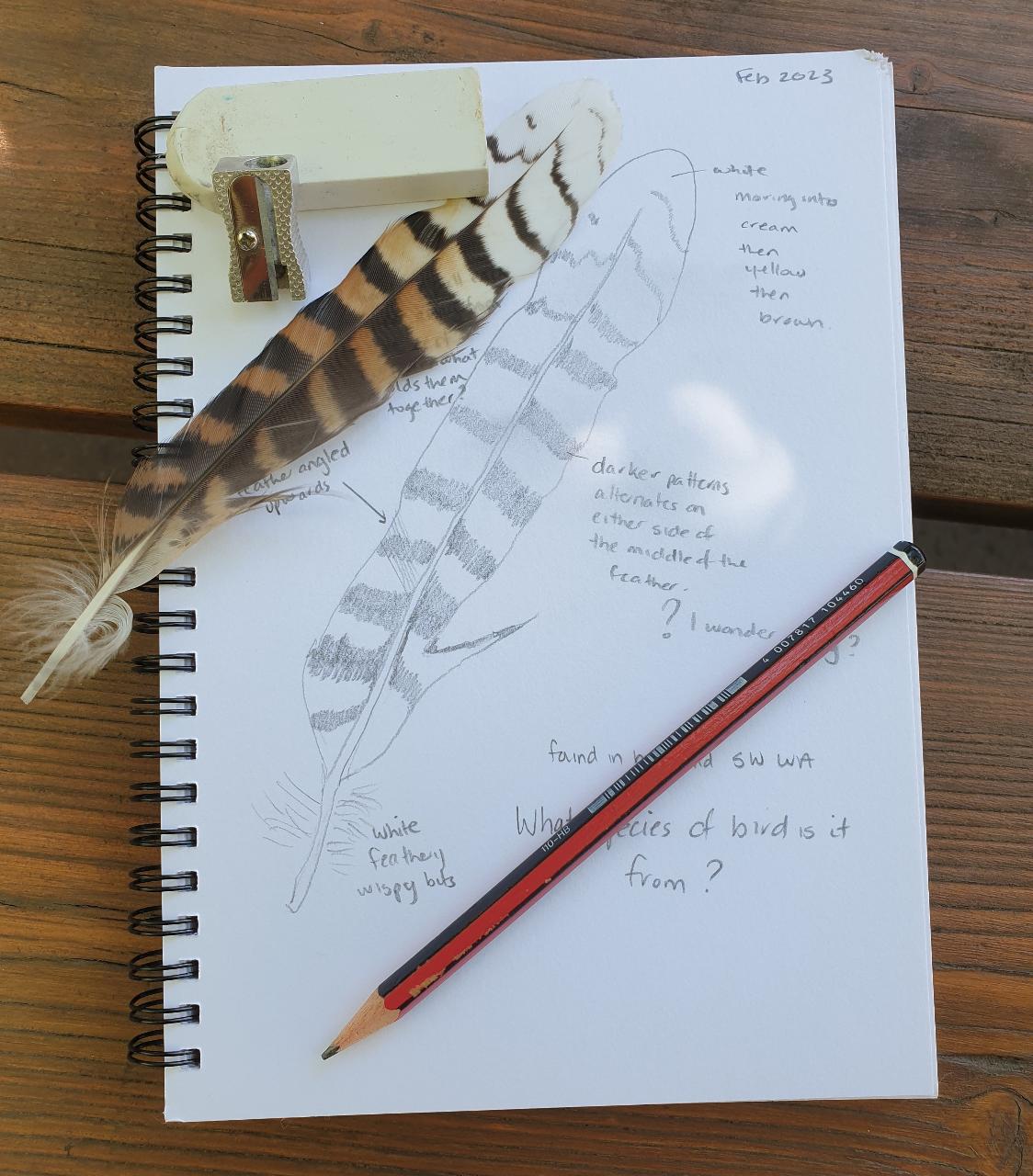 Nature Journaling for Kids @ Wellington Discovery Forest