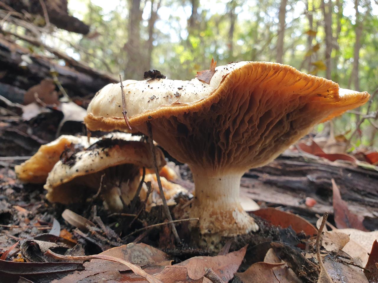 Mini Mycologists @ RAC Margaret River Nature Park