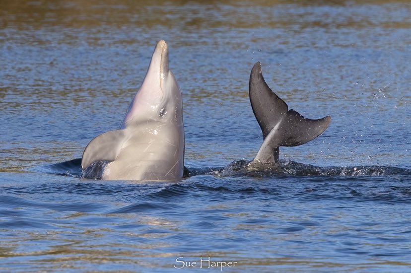 Dolphin Defenders