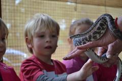 WA Reptiles
