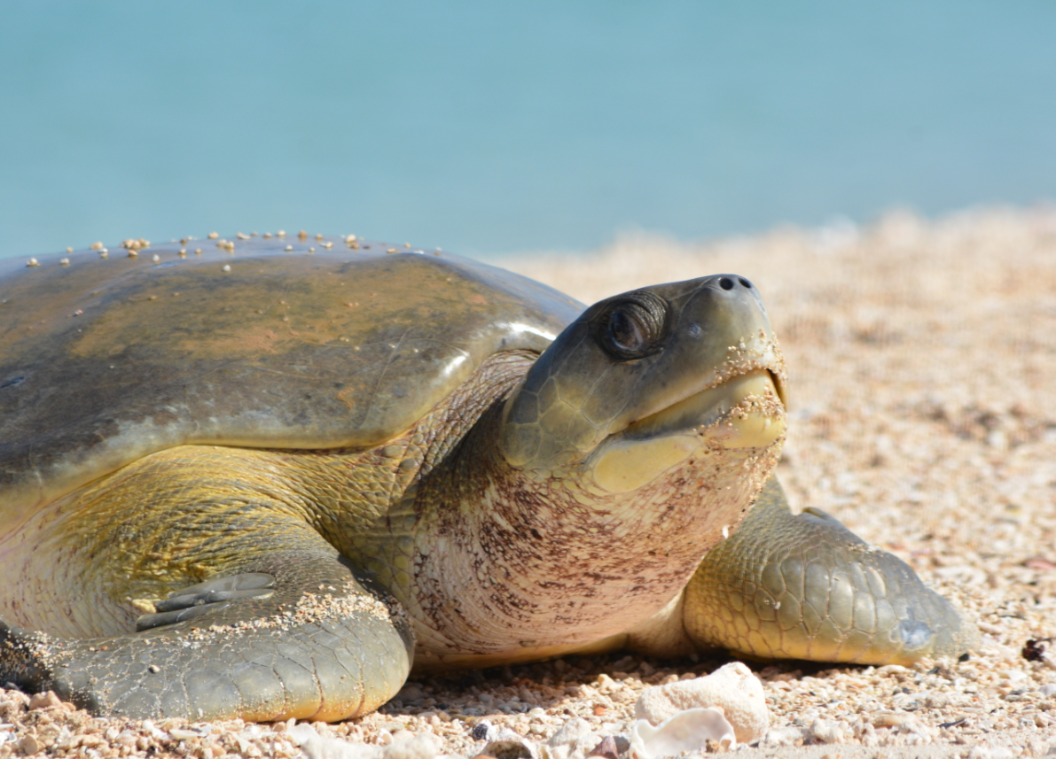 Turtle Conservation - WA Maritime Museum (10-14yrs)