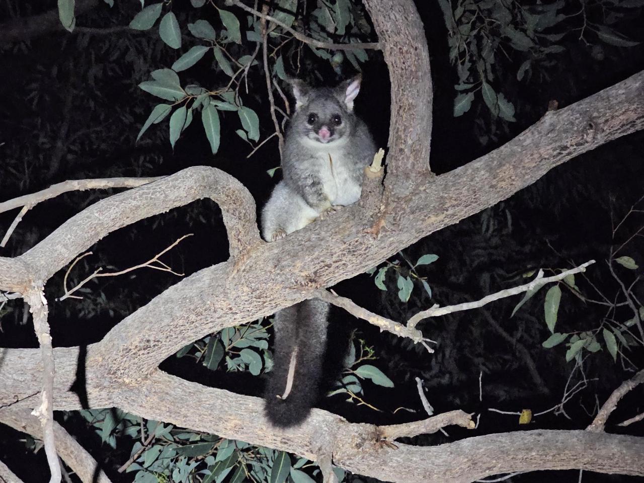 Night walk (6-12) - self-guided - Perth Metro