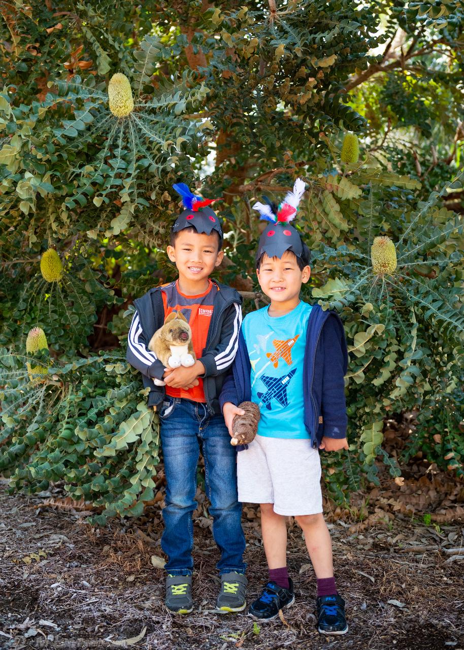 Banksia Buddies