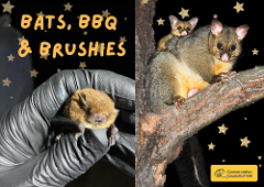 Bats, BBQ and Brushies (6+ Family event)