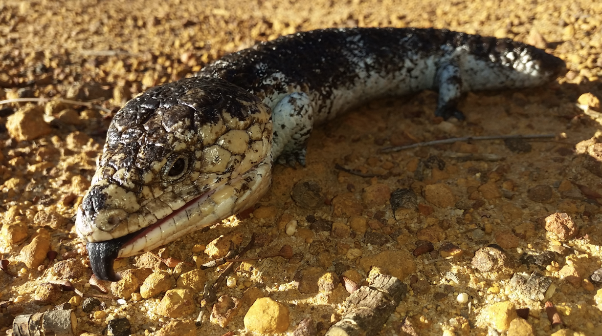 Scaly Friends - PHDC (4+yrs)