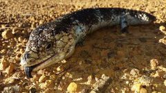 Scaly Friends - PHDC (4+yrs)