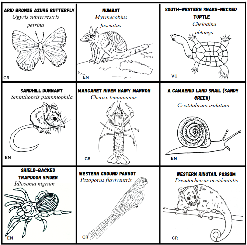 Bush Bingo (7-12yrs) 