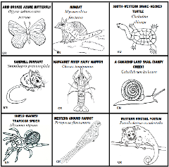 Bush Bingo (7-12yrs) 