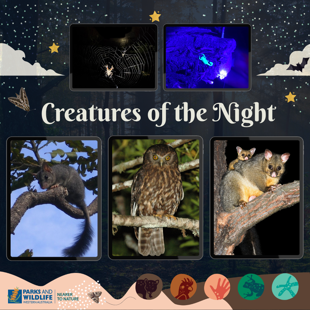 Creatures of the Night (Families 8+years)
