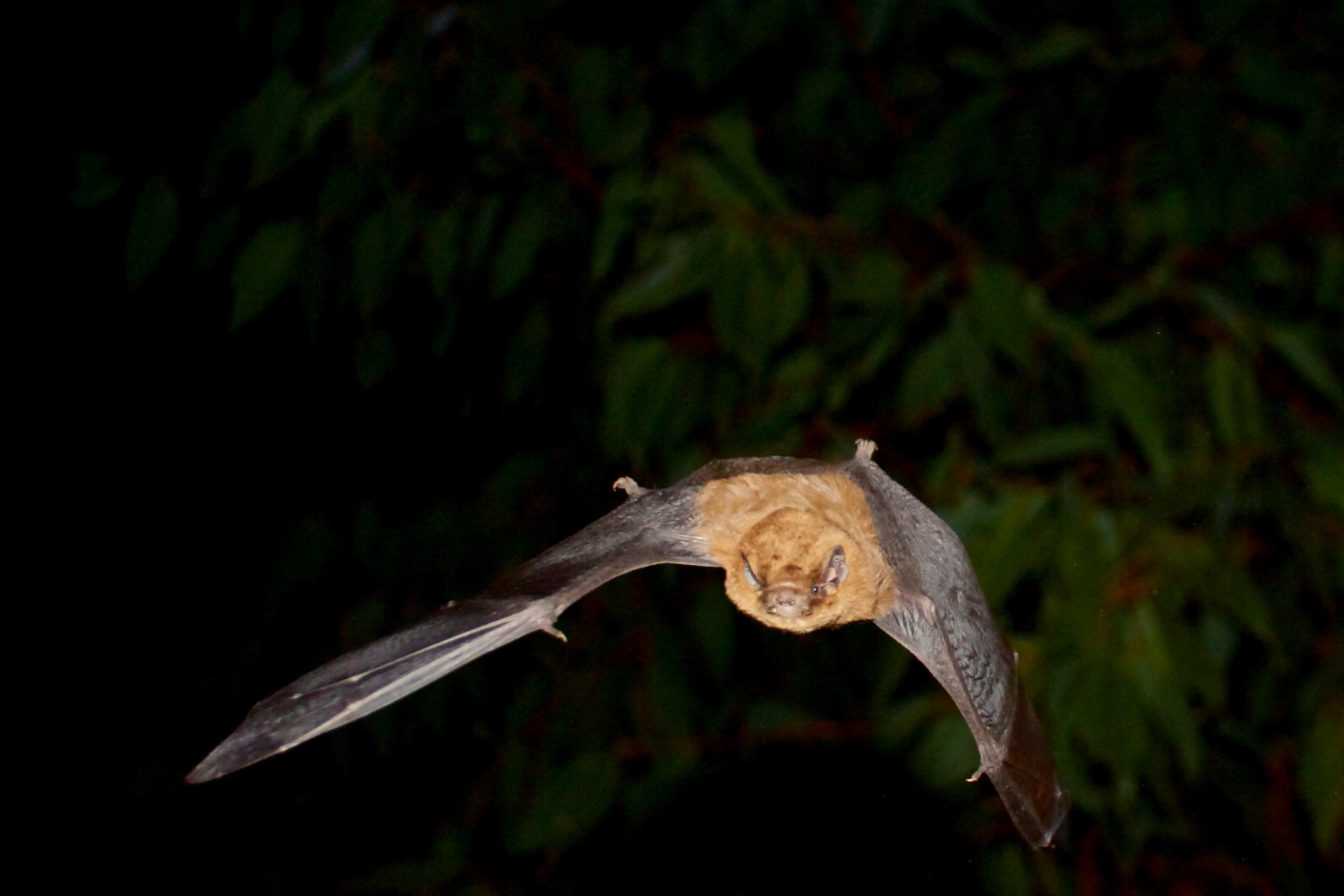 Creepy critters - Parks and Wildlife Service WA Reservations