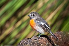 Feathered Friends - Backyard Bird Builders (10-15yrs)