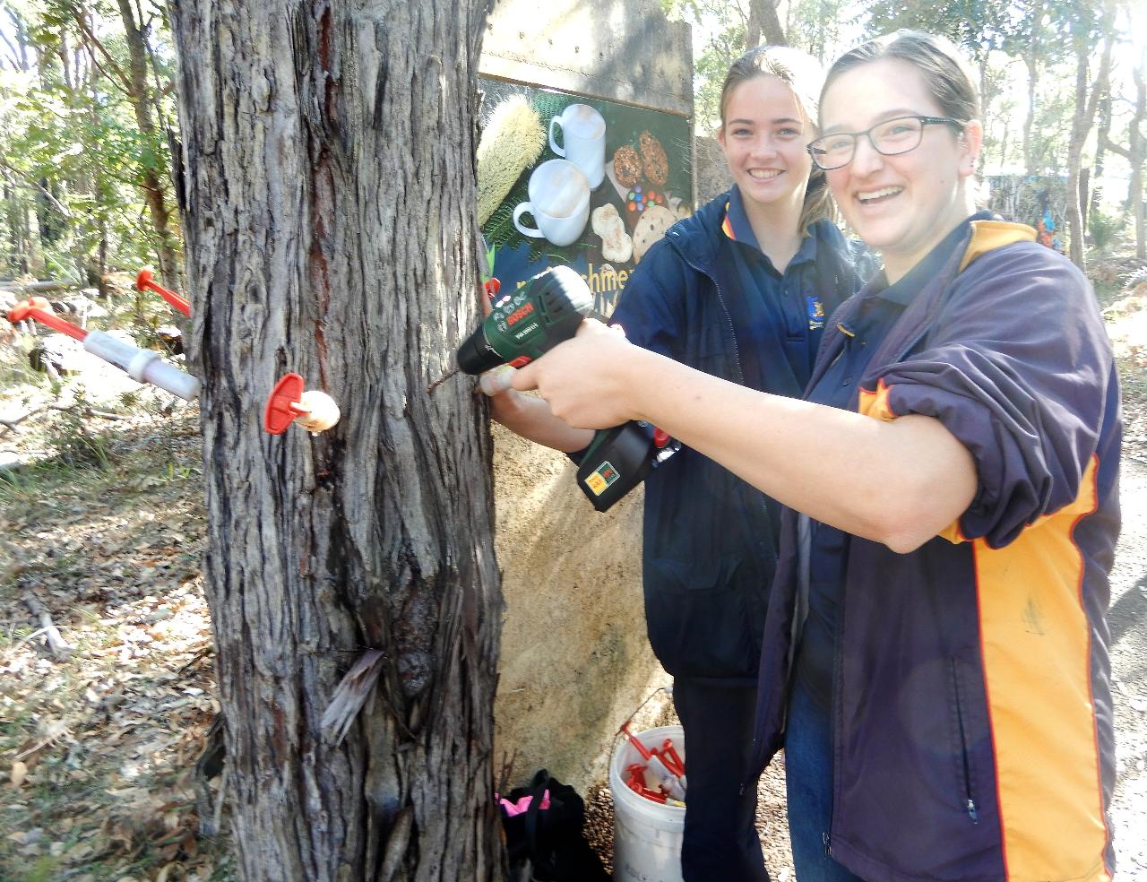 Dieback - bulldozing our biodiversity-Perth Metro