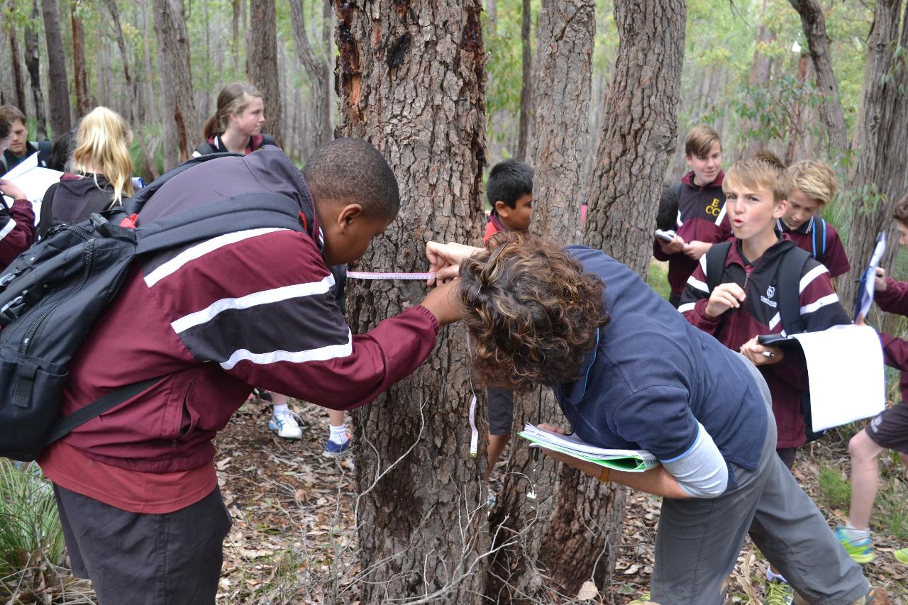 Sustainable forestry