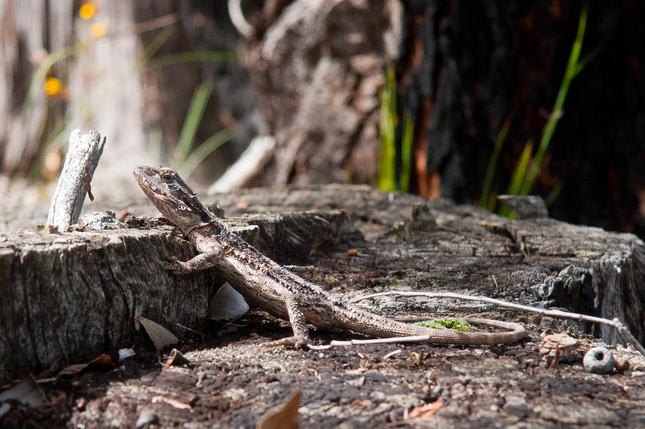 WA Reptiles Parks and Wildlife Service WA Reservations