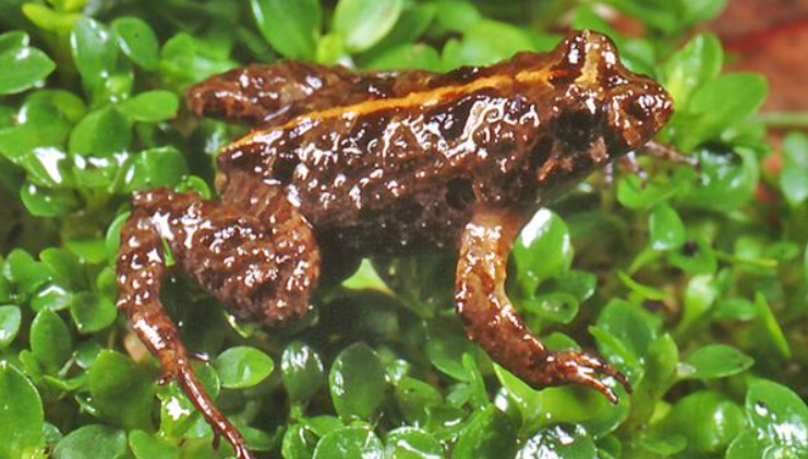 Frog Forage: Meet the Scientist (Families 8+yrs)