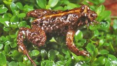 Frog Forage: Meet the Scientist (Families 8+yrs)