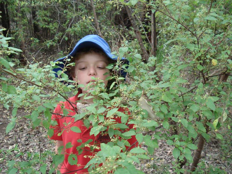 Investigating the forest