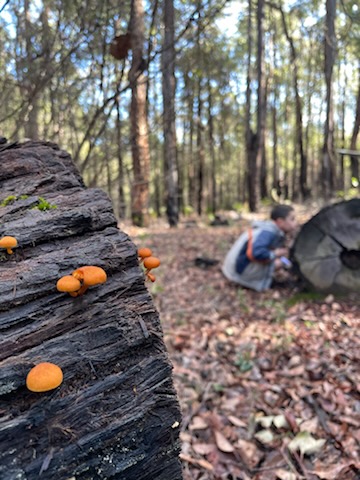 Mini Mycologists @ Wellington Discovery Forest