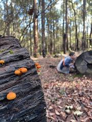 Mini Mycologists @ Wellington Discovery Forest