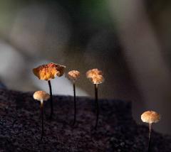 Mini Mycologists @ Forest Discovery Centre Dwellingup