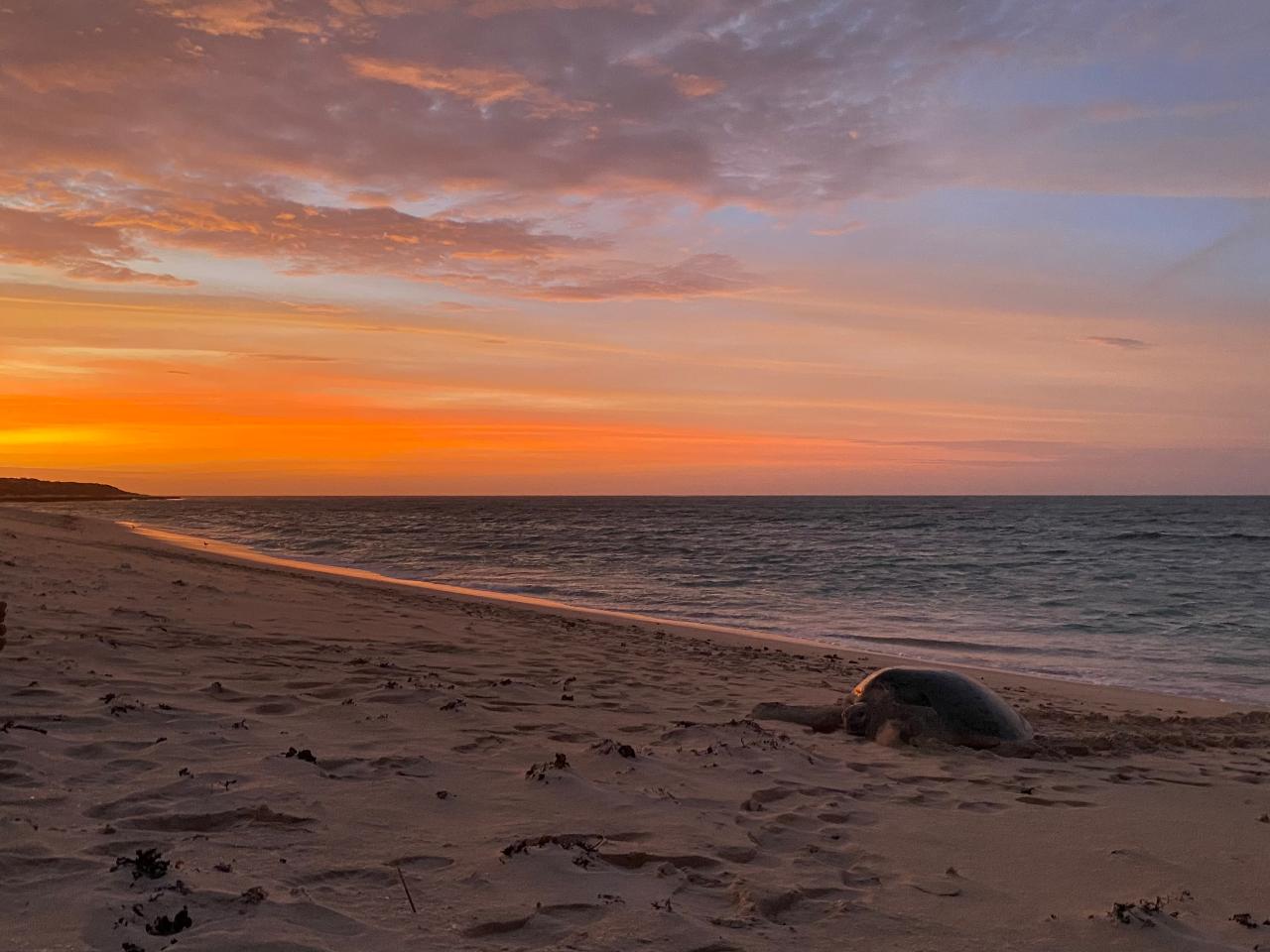 Jurabi Turtle Education Tour