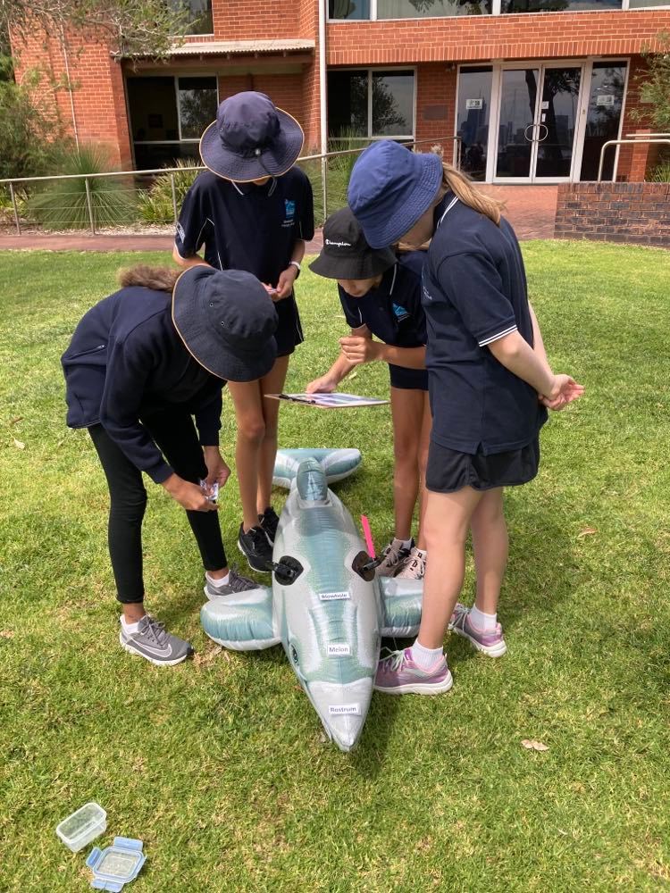 River Guardians Junior Dolphin Watch Incursion