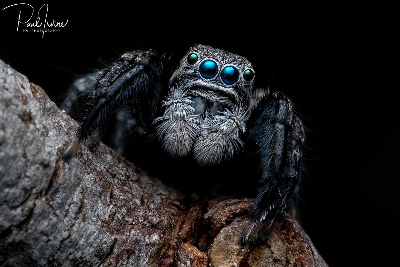 Macro Photography with Paul Irvine @ Manea Park Bunbury 