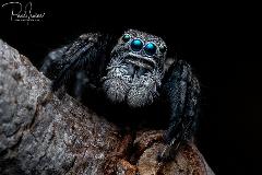 Macro Photography with Paul Irvine @ Manea Park Bunbury 