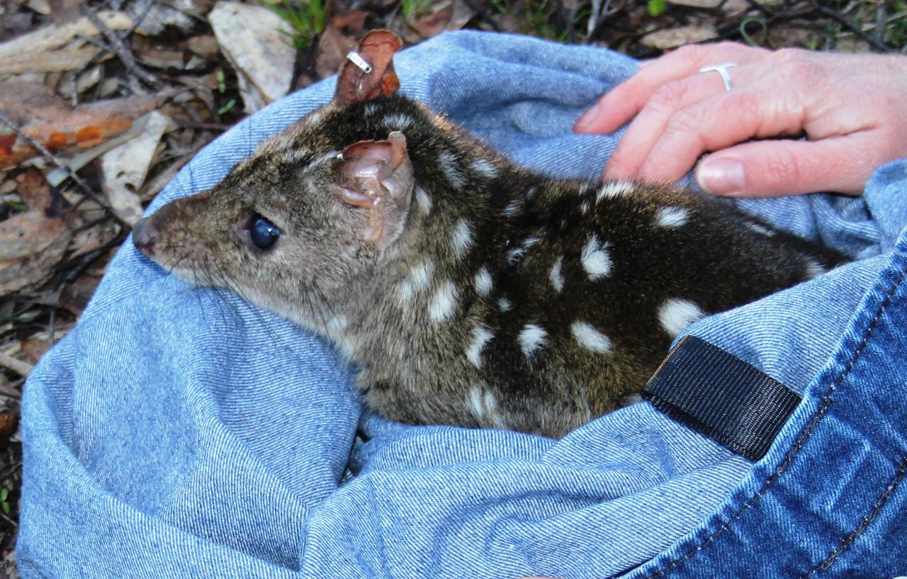 Monitoring marsupials- Western Shield trapping excursion