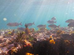 Life on the Reef: Meet the scientists (12-17yrs)