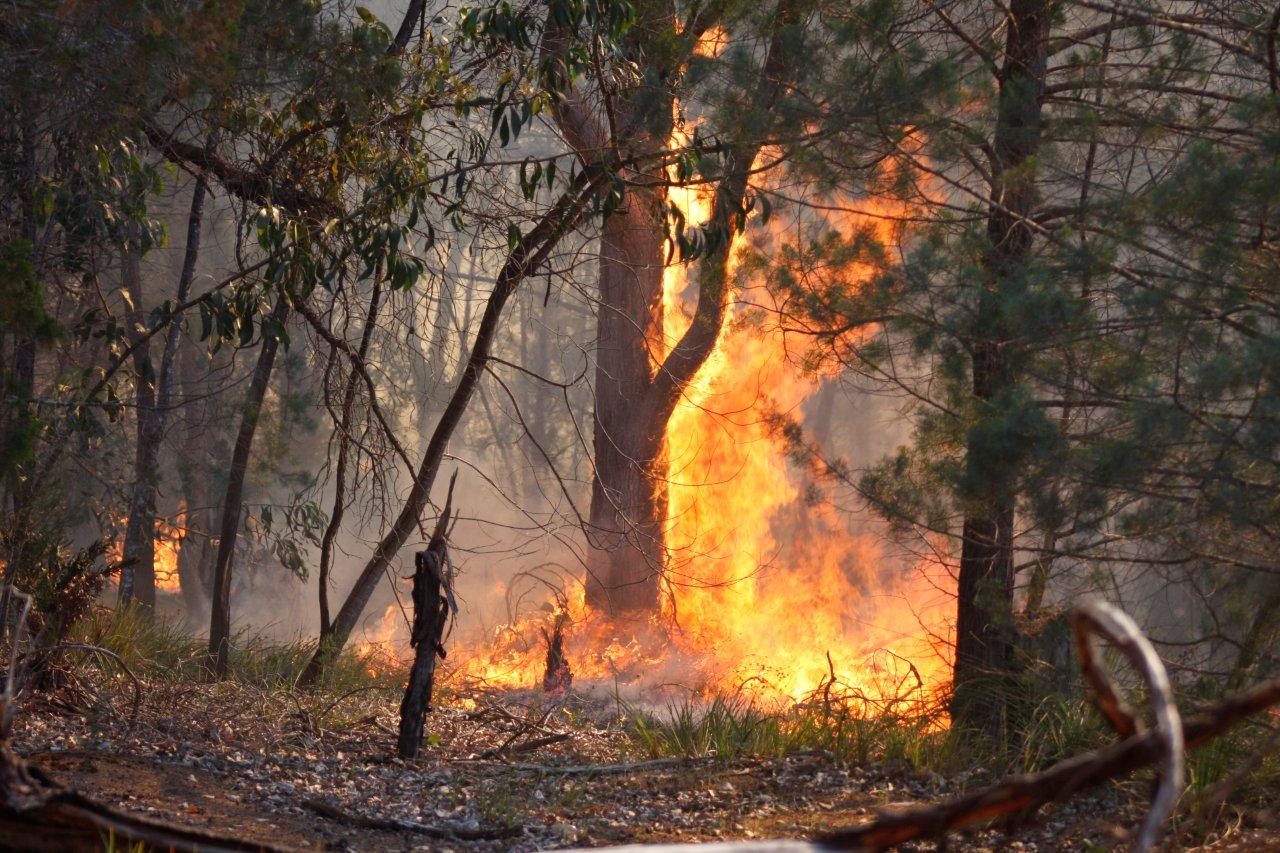 Flames, fuel and forests incursion