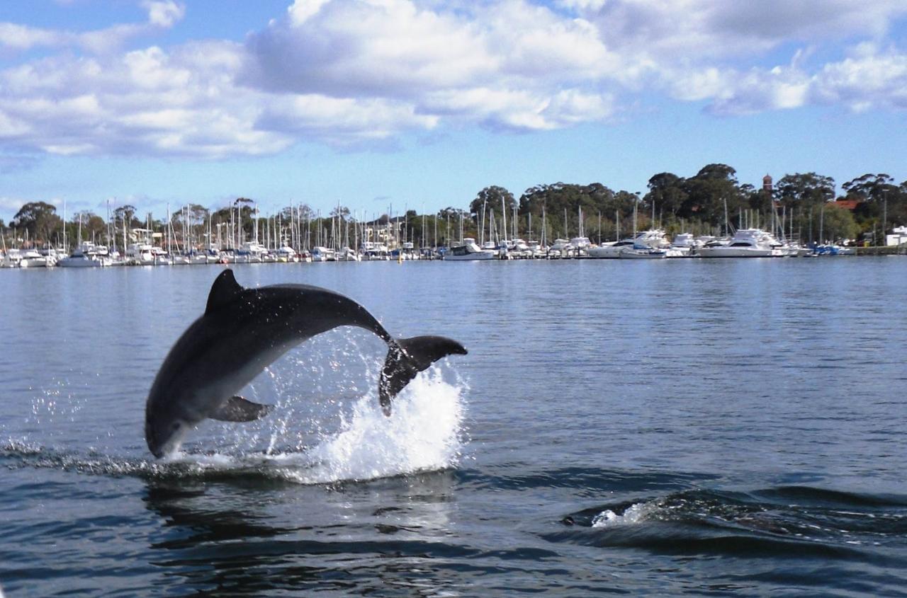 Junior Dolphin Watch incursion 