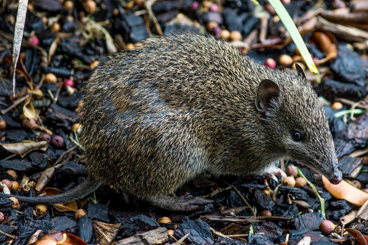 Bandicoot Bungalows 