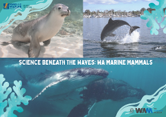Science Beneath the Waves: WA Marine Mammals - WA Maritime Museum (6+yrs)