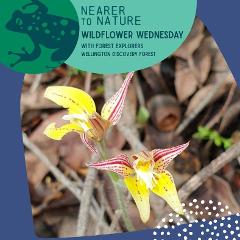 Wildflower Wednesday with Forest Explorers @ WDF