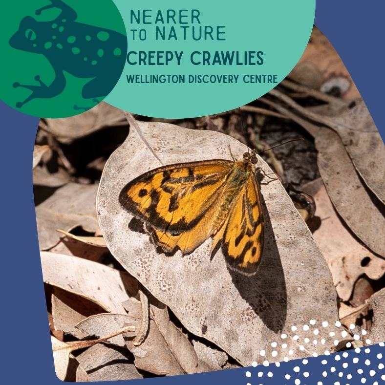 Creepy Crawlies @ Wellington Discovery Forest