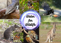Water for Wildlife