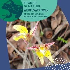 Wildflower Walk @ WDF