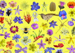 Bees, Birds and Wildflowers
