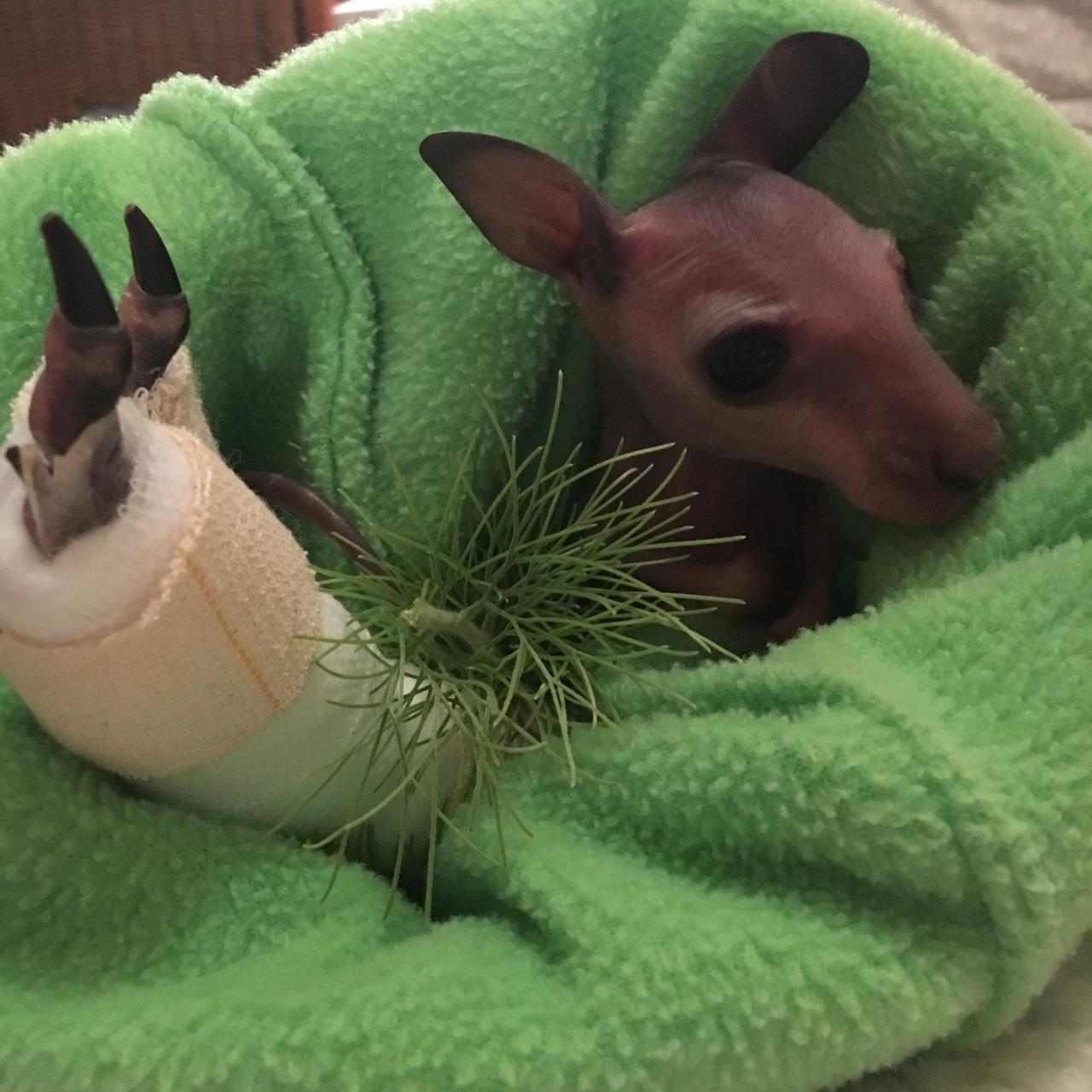 Basic wildlife rescue