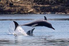 DOLPHIN DISCOVERY - Sandy Beach Reserve Bassendean (4-7yrs)
