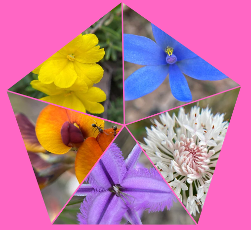 Wild About Wildflowers @ WDF 