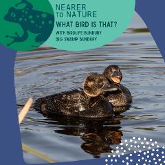 What Bird is That? @ Big Swamp, Bunbury