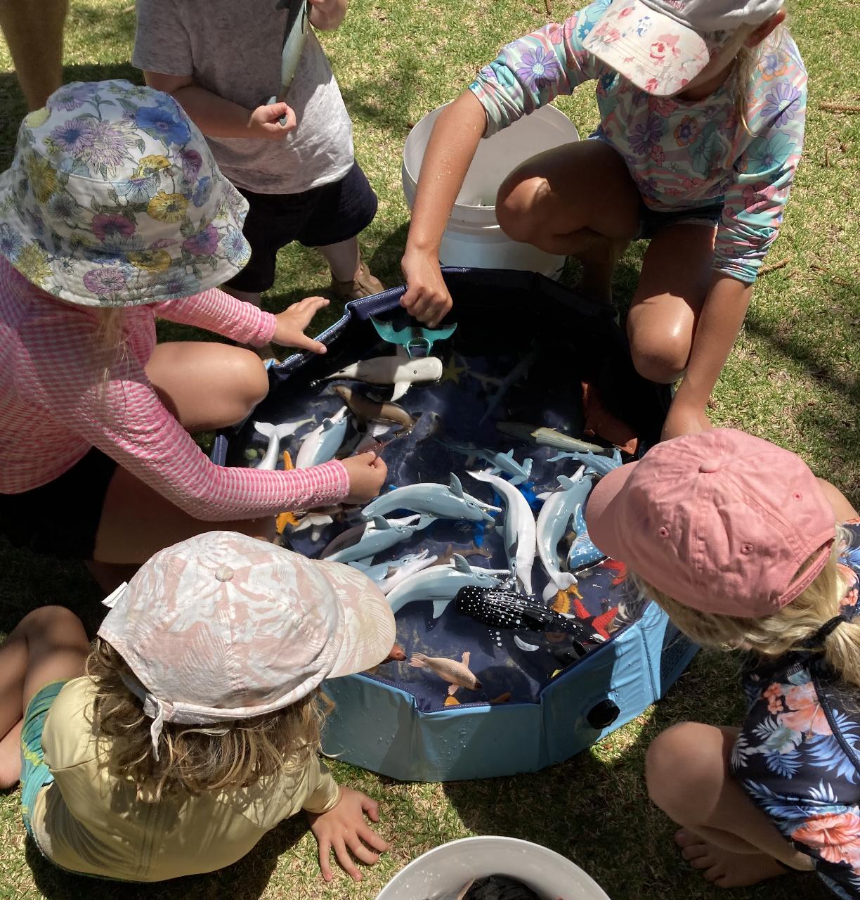 Dolphin Discovery- Mandurah (4-7yrs)