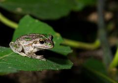 Frog Forage CREEC
