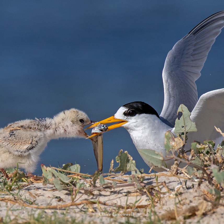 FABULOUS FAIRY TERNS