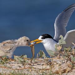 FABULOUS FAIRY TERNS