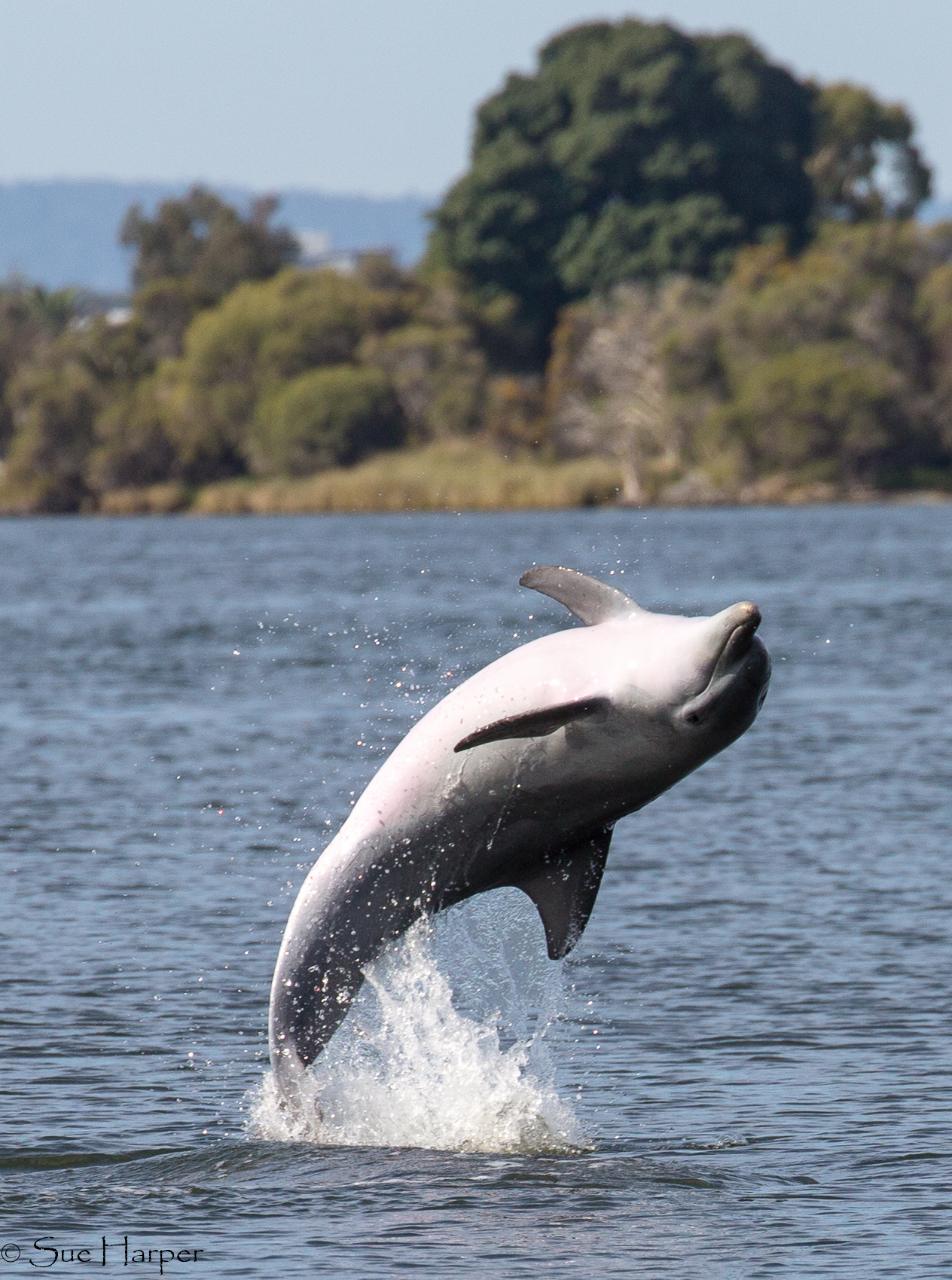 DOLPHIN DISCOVERY - WA Maritime Museum (4-7yrs)